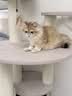 兽牌森林猫爬架大型猫树猫窝一体豪华剑麻猫架太空舱缅因大猫四季适用 森林【经典款】 实拍图
