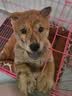 宝路幼犬狗粮4KG牛肉味 全犬种通用全价粮泰迪茶杯犬柯基 实拍图