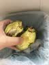 鲜级佳秘鲁进口牛油果鳄梨新鲜水果微催熟爽滑细腻宝宝辅食单果水果当季 冰淇淋般口感 101-140g 4个装 实拍图