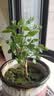 茉莉花苗盆栽带花苞九里香老桩驱蚊花卉植物室内浓香四季开花好养 中份茉莉花【3-5颗】花苞一般 不含盆 实拍图