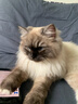 地狱厨房（Hell's Kitchen）宠物猫零食鸭胸肉无添加猫咪狗狗通用营养零食鸭小胸冻干70g*1包 实拍图