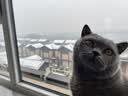 美士进口一分为二营养餐盒混合口味75g*12猫罐头宠物零食慕斯肉泥系列 实拍图