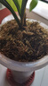 劉閣蘭花兰花苗世界上超香四季兰帝王妃 金边矮种夏带浓香花苞花卉盆栽 2大壮苗+1包土 实拍图