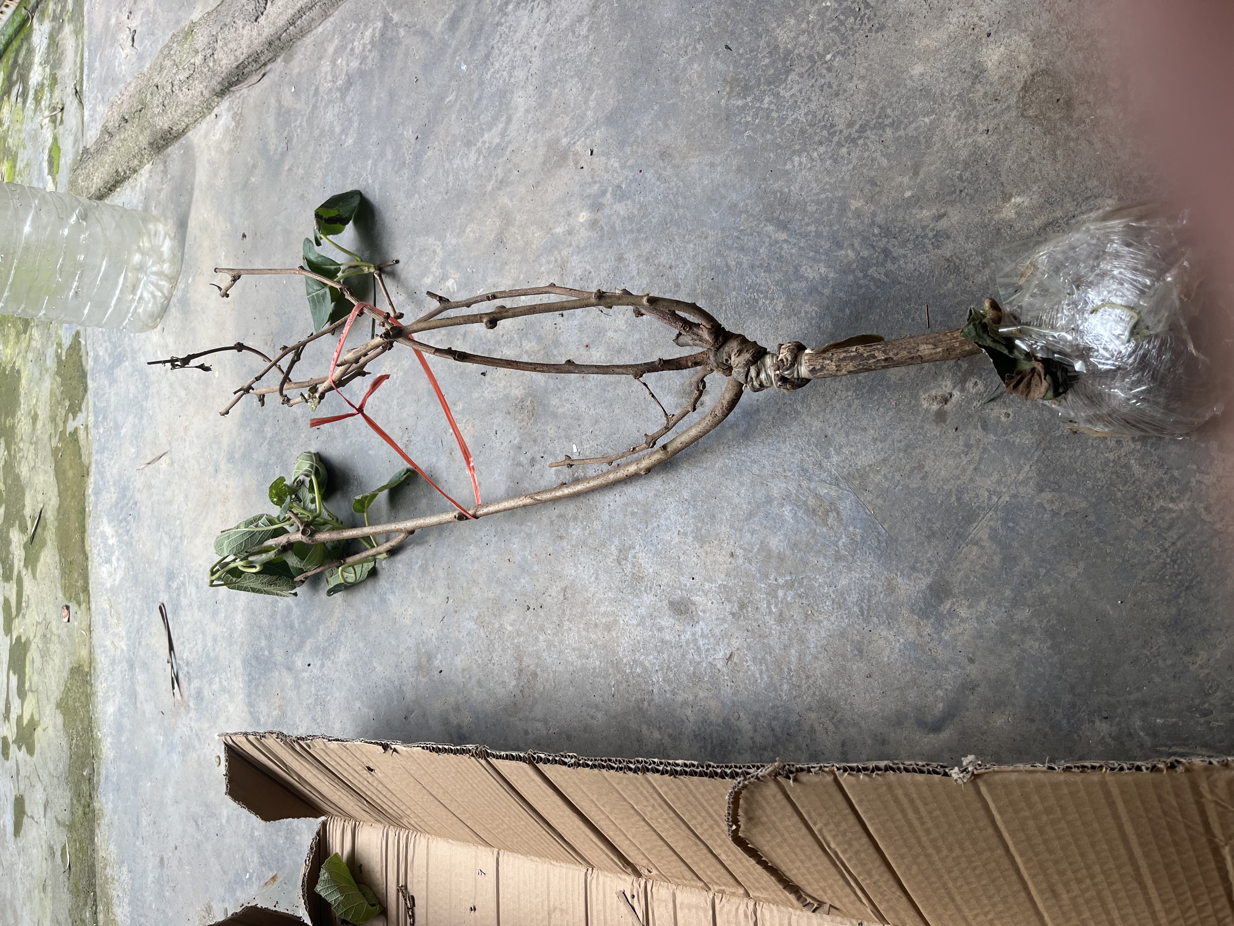 花翁猕猴桃树果苗嫁接南北方庭院种植 红心猕猴桃30-50cm高源头直发 实拍图
