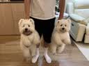 麦富迪狗粮 藻趣儿狗粮幼犬粮牛肉螺旋藻 呵护肠胃2.5kg 实拍图