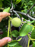 格力（GREE）【易拆洗】家用小风扇办公电风扇塔扇节能轻音低噪家用塔式落地扇摇头塔扇 FL-09X61h 实拍图