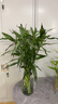 富贵竹水培植物室内招财绿植插瓶插花净化空气办公桌面转运竹 富贵竹75cm8支 实拍图