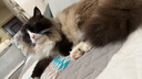 浦力斯奥 豆腐猫砂小颗粒结团可冲厕所低尘绿茶豆腐砂猫咪用品10斤装 实拍图