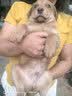 【爆品】冻干狗粮通用型成犬幼犬中小型泰迪比熊全阶段犬粮欧萨 20斤装【多拼版】果蔬森林营养 实拍图