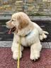 三条尾巴纯种金毛幼犬赛级家养宠物狗活体金毛犬成年犬成年大型金毛健康 黄色/金色 2026-08-01 花花 宠物级 金毛犬【视频选宠】 实拍图