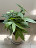 花翁大盆三杆发财树绿植盆栽招财植物办公室内开业盆景金钱树源头直发 实拍图