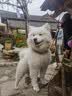 可悠然宠物护毛素修护滋养毛发水润亮泽除臭止痒猫咪狗狗摩洛哥精油精华 实拍图