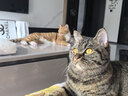 滴露（Dettol）宠物家庭消毒液1L灭杀真菌细菌 猫砂去味 宠物除臭除味剂消毒水 实拍图