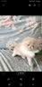 日式宠物狗狗猫斜口防滑陶瓷食盆架法斗碗狗碗食盆大号大型犬用品 L-白色碗橙垫餐桌套装 实拍图