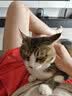 Orijen渴望猫粮 成猫幼猫粮 全价通用原味鸡肉进口5.4kg【临期】26/7 实拍图