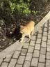 鲜朗主食猫条磷虾三文鱼油营养全价成猫幼猫湿粮无添加非零食补水湿粮 三文鱼味【12g/支】 96支【畅享装】 实拍图