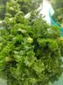 京鲜生云南新鲜羽衣甘蓝净重1.5斤 新鲜蔬菜 健康轻食 源头直发包邮 实拍图