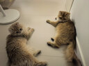 尾巴生活（FURRYTAIL）全价生骨肉掰掰杯cup  35g*8  猫罐头猫咪牛肉羊肉马鲛鱼雏鸡鹅肝 实拍图