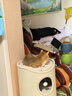兽牌树洞剑麻桶猫窝猫抓板一体剑麻猫爬架双层大猫屋半封闭式冬季保暖 燕麦奶白丨47cm加大号 实拍图