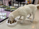 皇家狗粮 拉布拉多幼犬狗粮 宠物大型犬 ALR33 全价犬粮 2-15月 12KG 实拍图