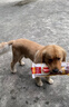 麦富迪狗狗零食 奢华营养鸡肉干400g成幼犬磨牙训练奖励解馋宠物零食 实拍图