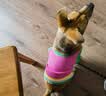 MIKI PAD狗狗衣服春秋薄款背心猫咪衣服宠物毛衣中小型犬比熊泰迪雪纳瑞 彩虹条纹毛衣 2XL 胸围53cm(参考体重20-26斤) 实拍图