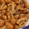 鲜窝窝 滑子菇400g 清水蘑菇滑菇珍珠菇煲汤火锅食材小鸡炖蘑菇 实拍图