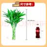 沭之美富贵竹水培客厅绿植招财旺宅花卉植物水养常青竹子文昌竹源头直发 实拍图