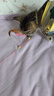 灵宠物语逗猫棒猫玩具4只装猫咪玩具小猫玩具自嗨神器逗猫玩具自嗨棒 实拍图