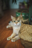 索尼（SONY）FE 50mm F1.4 GM 全画幅大光圈定焦G大师镜头 人像摄影(SEL50F14GM) 实拍图