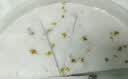 安井桂花糕 300g*3袋 每袋10块装 发糕状元糕 家庭装 速冻早餐半成品 实拍图