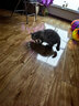 憨憨乐园猫草磨牙棒猫草棒猫咪幼猫零食鸡肉冻干排毛化毛球小猫条80g 实拍图