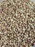 半山农黄苦荞1100克(送量勺1支) 全胚荞麦大凉山苦荞茶 降茶糖大麦茶 实拍图
