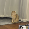 皇家幼猫猫粮 幼猫奶糕 K36 通用粮 4-12月 2KG 实拍图