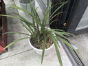 自然老种兰花苗 春兰【雪影】浓香绿植花卉园艺 室内盆栽花卉 4苗连体 不含盆 实拍图