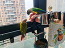 开元鹦鹉奶粉 升级版鸟粮小鸟手养鹦鹉雏鸟饲料营养乳粉幼鸟食 实拍图
