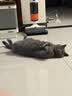 皇家猫粮 英短成猫粮 BS34 通用粮 12月以上 2KG 实拍图