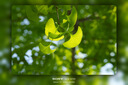 适马（SIGMA）56mm F1.4 DC DN｜Contemporary 半画幅大光圈定焦镜头 人像特写（适马56 f1.4索尼E卡口） 实拍图