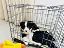腆宠狗笼狗窝猫笼狗笼子中小型犬带厕所猫笼子大号家用室内狗围栏兔笼 实拍图