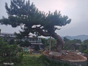 佳能（Canon）G7X3 数码相机 旅行拍照摄影专用 4K高清视频vlog拍摄 网红相机卡片机  佳能g7x3旗舰数码相机黑色 实拍图