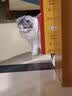鲜朗主食猫条磷虾三文鱼油营养全价成猫幼猫湿粮无添加非零食补水湿粮 三文鱼味【12g/支】 96支【畅享装】 实拍图