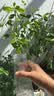 玻璃花瓶透明植物插花瓶水培容器大花瓶装饰客厅摆件 透明水波纹（17*5.5*8） 1个装 实拍图