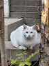 多特思猫零食猫条混合口味15g*100支0肉粉0诱食剂成幼猫咪鱼油罐头湿粮 实拍图