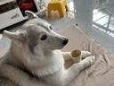 宝路狗粮老年犬狗粮 7岁以上牛肉味1.8KG*8全犬种通用14.4kg全价粮 实拍图