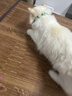 HELLOJOY猫咪驱虫项圈狗狗猫宠物狗猫圈除跳蚤猫猫幼猫小猫小狗体外去跳蚤 晒单实拍图