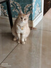 京东京造猫粮鸡肉味全价成猫粮10kg三文鱼肉营养美毛长肉质检流浪救助 实拍图