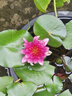 苏菲【黄油小熊】超熟睡柔棉感夜用卫生巾42cm15片超长扇尾姨妈巾自营 实拍图