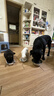 麦富迪狗粮 无谷牛肉双拼狗粮成犬中大型犬专用强健骨骼15kg/30斤 实拍图