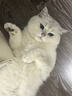 皇家成猫猫粮 口感型 ES35通用粮12月以上10KG 实拍图