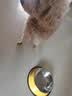 HELLOJOY猫碗不锈钢狗狗猫咪食盆猫咪宠物用品水粮碗防滑打不翻狗盆狗碗 实拍图